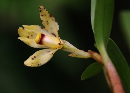 	Maxillaria meridensis	