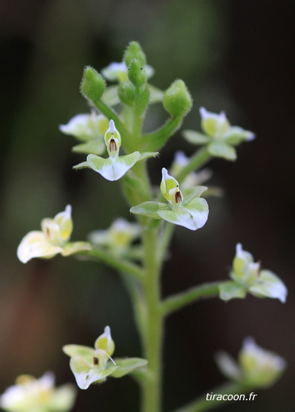 	Ponthieva racemosa	