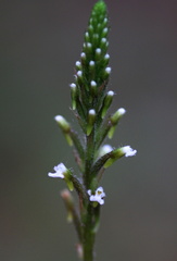 	Microchilus familiaris	