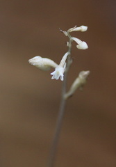 	Wullschlaegelia calcarata	