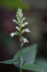 	Platythelys querceticola	