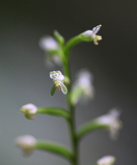 	Cranichis ovata	