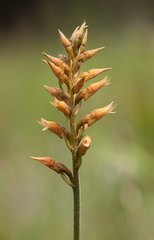 	Sacoila lanceolata	