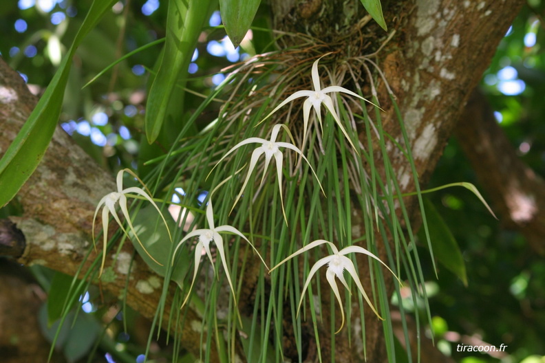 	Brassavola cucullata	