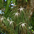 	Brassavola cucullata	