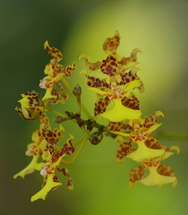 	Trichocentrum cebolleta	