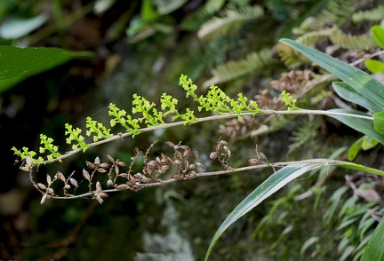 	Polystachya concreta