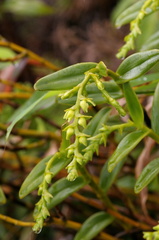 	Epidendrum dendrobioides	