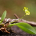 	Leochilus puertoricensis	