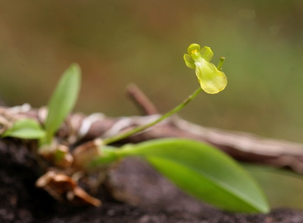 	Leochilus puertoricensis	