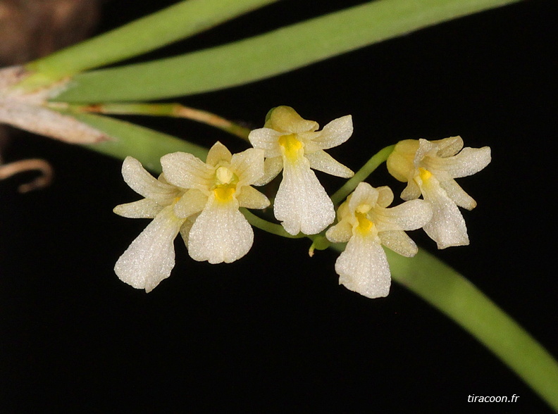 	Ionopsis satyrioides	