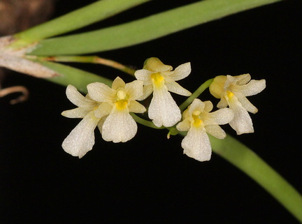 	Ionopsis satyrioides	