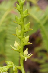 	Epidendrum dendrobioides	