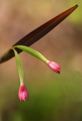 	Scaphyglottis punctulata	