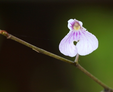 	Ionopsis utricularioides	