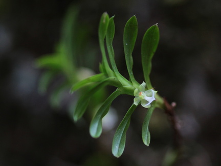 	Dichaea hookeri	