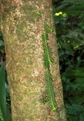 	Dichaea latifolia	