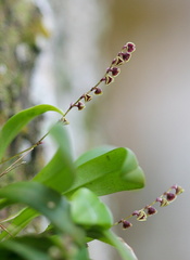 	Stelis ophioglossoides	