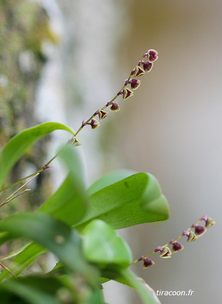 	Stelis ophioglossoides	