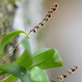 	Stelis ophioglossoides	