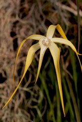 	Brassavola cucullata	