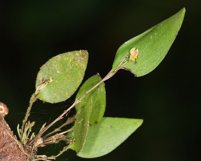 	Lepanthes aurea	