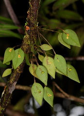 	Lepanthes aurea	