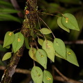 	Lepanthes aurea	