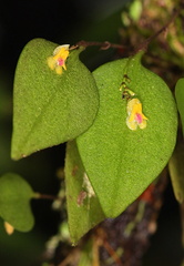 	Lepanthes aurea	