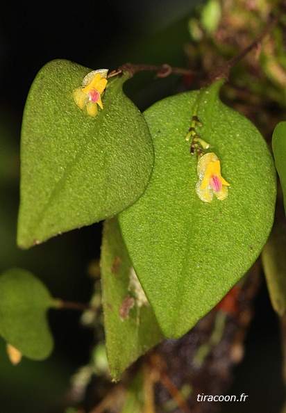 	Lepanthes aurea	