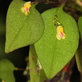 	Lepanthes aurea	