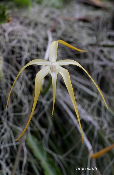 	Brassavola cucullata	