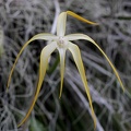 	Brassavola cucullata	