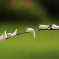 	Dendrobium crumenatum