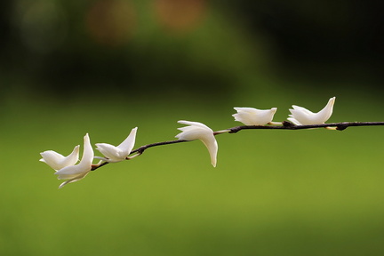 	Dendrobium crumenatum