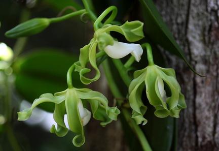 	Vanilla Mexicana	