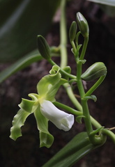 	Vanilla Mexicana	