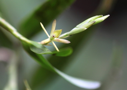 	Epidendrum ramosum	