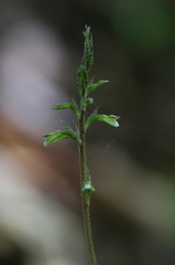 	Cyclopogon cranichoides	