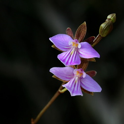 Orchidées sauvages