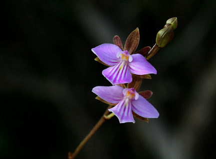 	Tetramicra elegans	