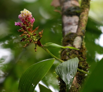 	Elleanthus dussii	