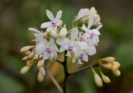 	Epidendrum patens	