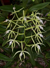 	Epidendrum ciliare	