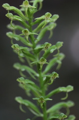 	Habenaria floribunda	