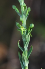 	Habenaria floribunda