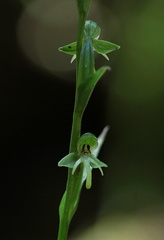 	Habenaria amalfitana	