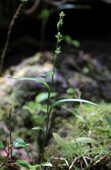 	Habenaria amalfitana	