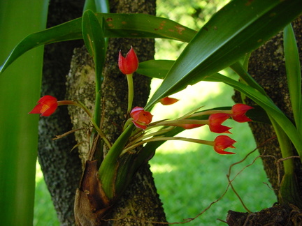 	Ornithidium coccineum	