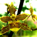 Oncidium.jpg